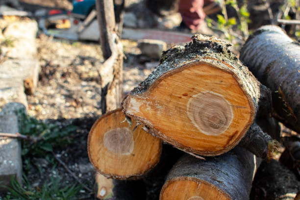 How Our Tree Care Process Works  in  Brice Prairie, WI